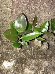 Ilex cornuta