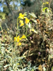 Diplotaxis tenuifolia