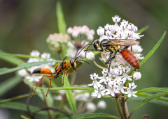 Sphex habenus