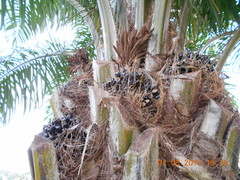 Elaeis guineensis