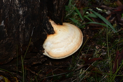 Laetiporus portentosus