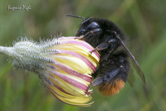 Bombus lapidarius