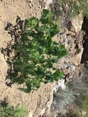 Cnidoscolus angustidens