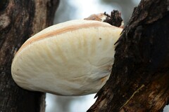 Laetiporus portentosus