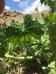 Cnidoscolus angustidens