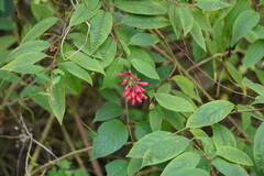 Cestrum elegans