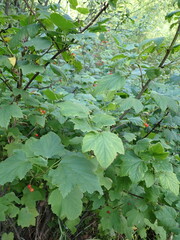 Ribes spicatum hispidulum