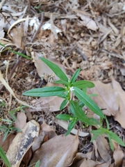 Scleromitrion diffusum