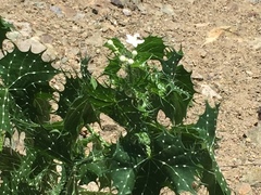 Cnidoscolus angustidens