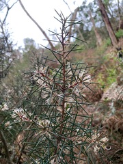 Hakea decurrens