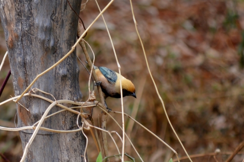 Burnished-buff Tanager (Stilpnia cayana), photo 9