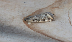 Loxostege cereralis