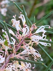 Hakea decurrens