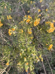 Dillwynia sieberi