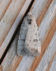 Caradrina montana