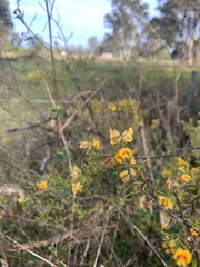 Dillwynia sieberi