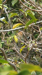 Myiagra rubecula