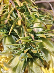 Lasiosiphon burchellii