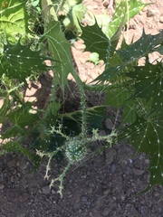 Cnidoscolus angustidens