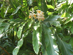 Alpinia uraiensis