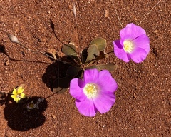 Calandrinia