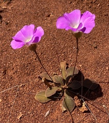 Calandrinia