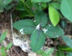 Hedyotis