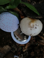 Volvariella