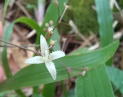 Hedyotis