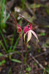 Caladenia fulva