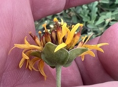 Tetragonotheca texana