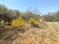 Lasiosiphon burchellii