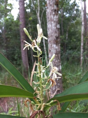 Alpinia
