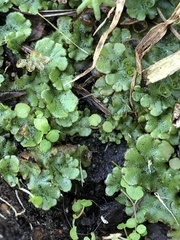 Marchantia polymorpha ruderalis