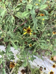 Tetragonotheca texana