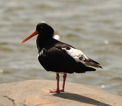 Haematopus longirostris