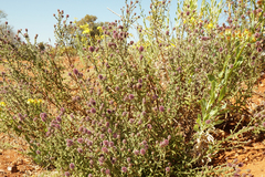 Pterocaulon sphacelatum