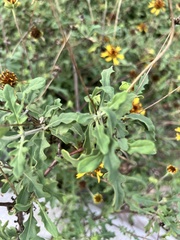 Tetragonotheca texana