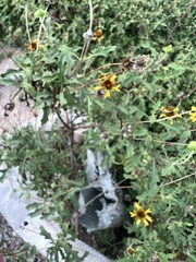 Tetragonotheca texana