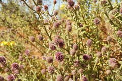 Pterocaulon sphacelatum