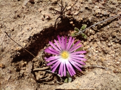 Cleretum bellidiforme