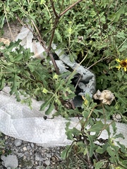 Tetragonotheca texana