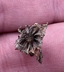 Tetragonotheca texana