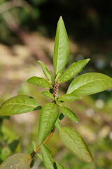 Phytolacca octandra
