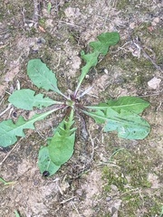 Taraxacum officinale