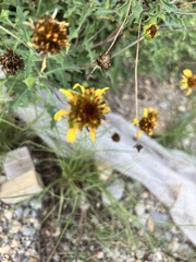 Tetragonotheca texana