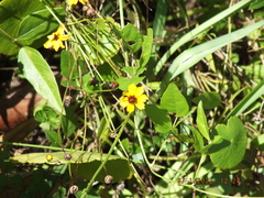 Coreopsis leavenworthii