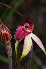 Caladenia fulva