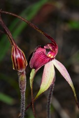 Caladenia fulva