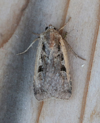 Parabagrotis